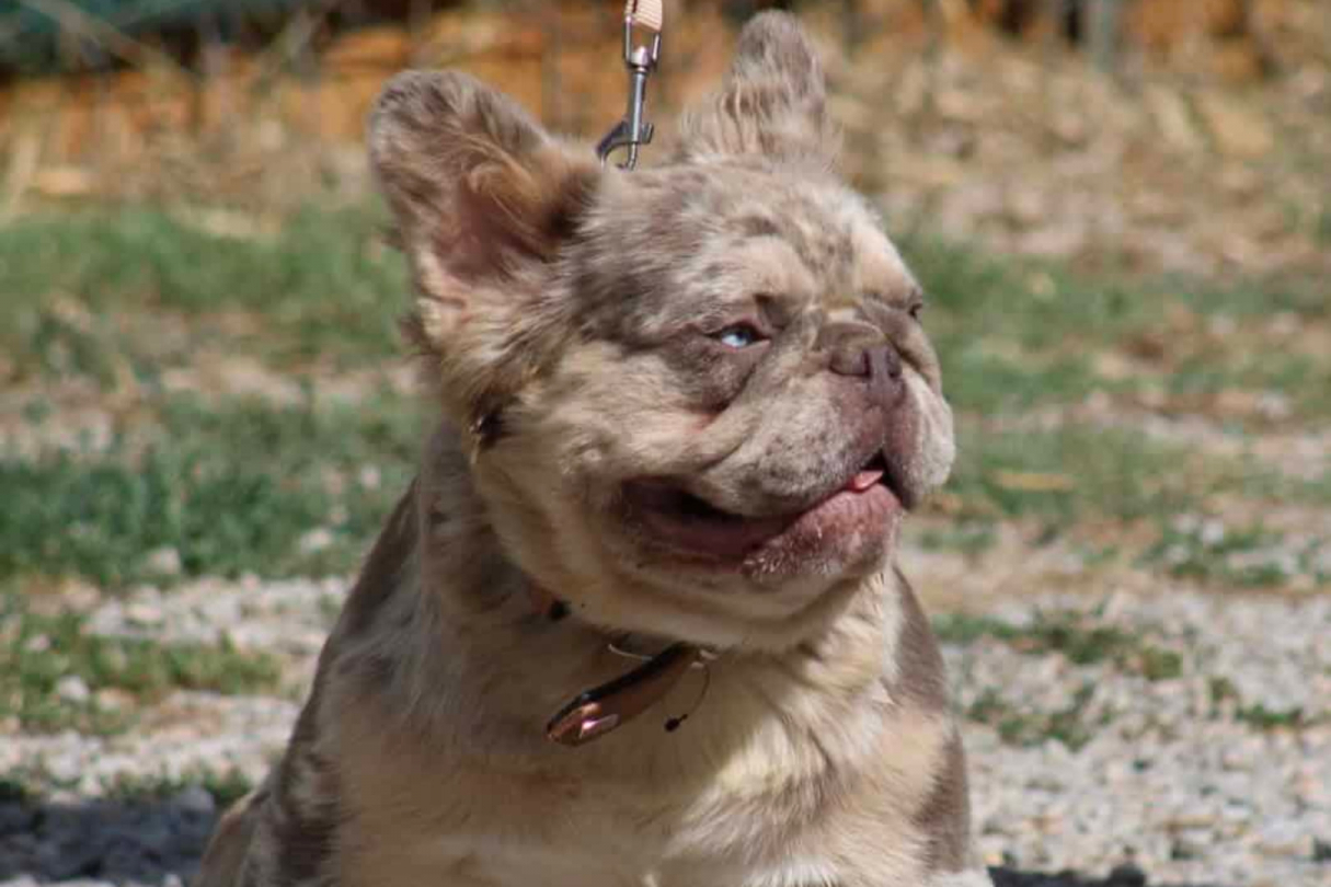 Bouledogue Français Fluffy: Origine, Santé et Prix