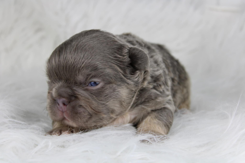 chiot mâle bouledogue français exotique lilac tan fluffy poils long élevage scbc