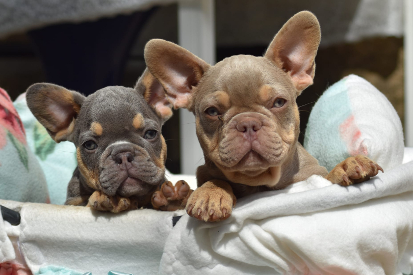 bouledogue français frenchie french bulldog isabella tan new shade lilac tan red nose puppy male female