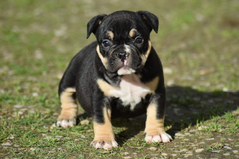 chiot male american bully noir trico tricolore bape lil mayo puppy bully black tri