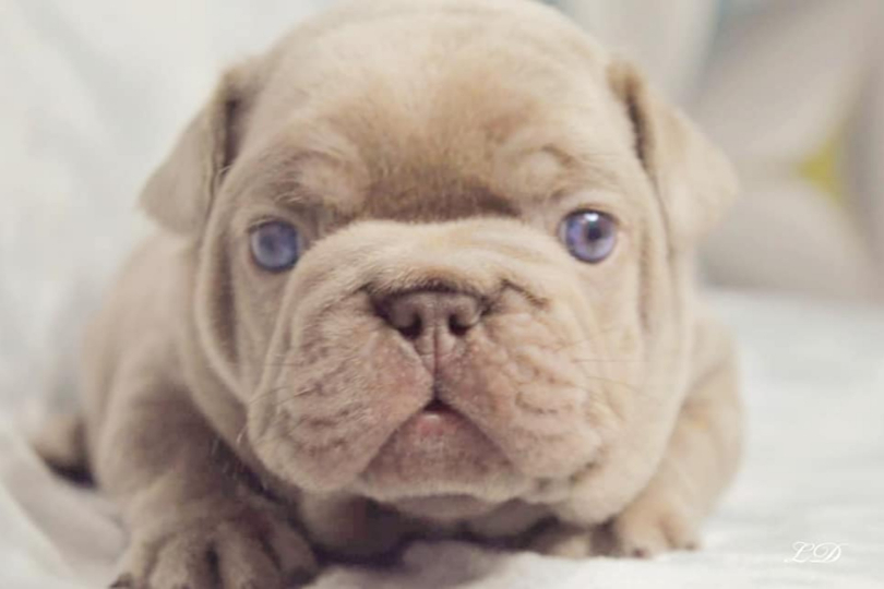 chiot male bouledogue français puppy frenchie bf isabella  yeux bleus french bulldog blue eyes
