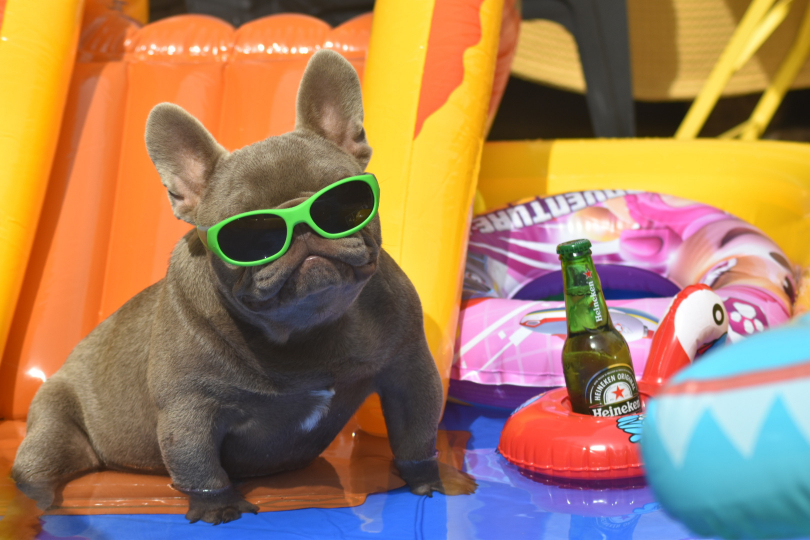 chiot male bouledogue français frenchie bf isabella  yeux bleus french bulldog blue eyes swimming with sun glasses