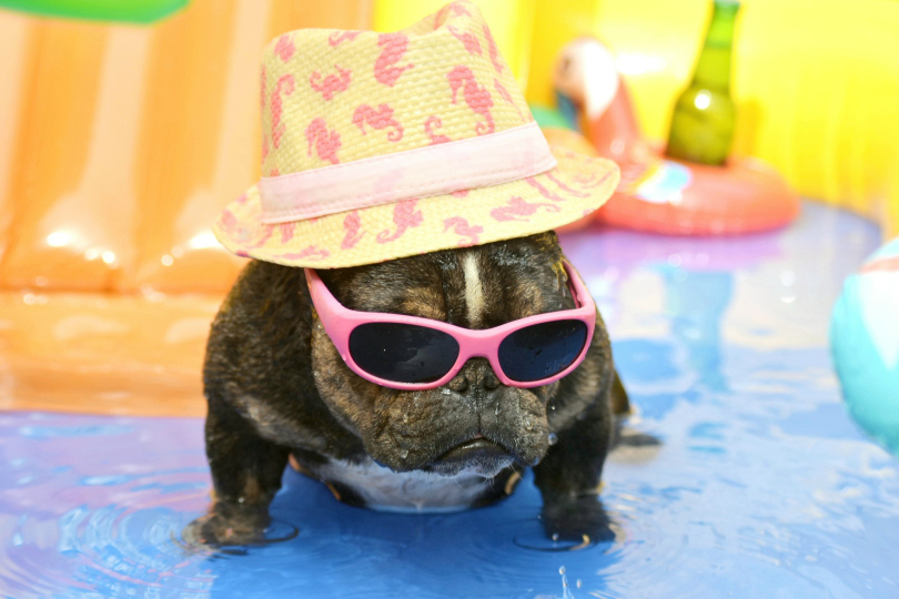 femelle bouledogue français black merle tan female french bulldog frenchie bf swim with the cap and sun glasses