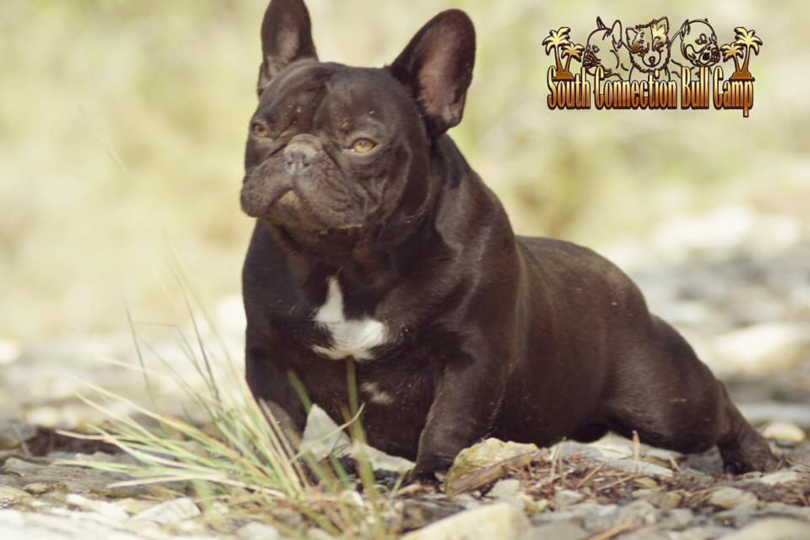 chien adulte bouledogue français chocolate solide cocoa short nose frenchie french bulldog