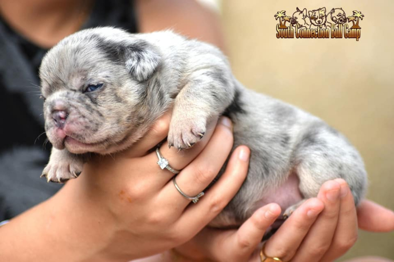chiot mâle bouledogue français exotique silver merle tan french bulldog exotic puppy frenchie