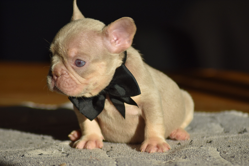 mâle chiot male mâle bouledogue français exotique isabella tan new shade puppy french bulldog frenchie
