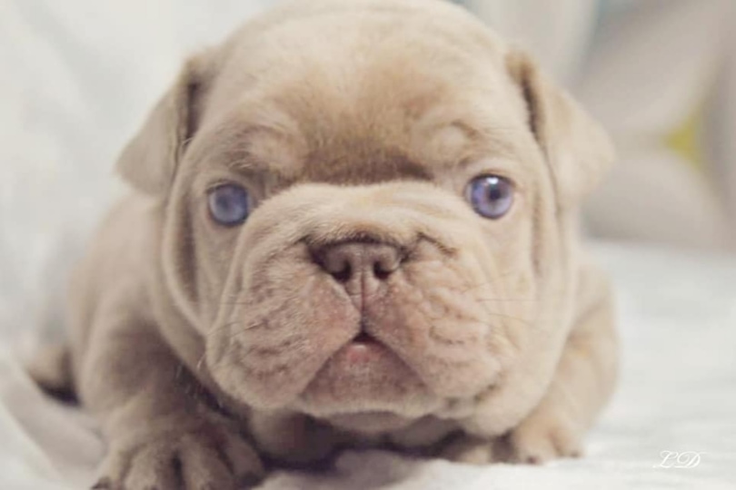 chiot male bouledogue français exotique isabella new shade  frenchie french bulldog exotic