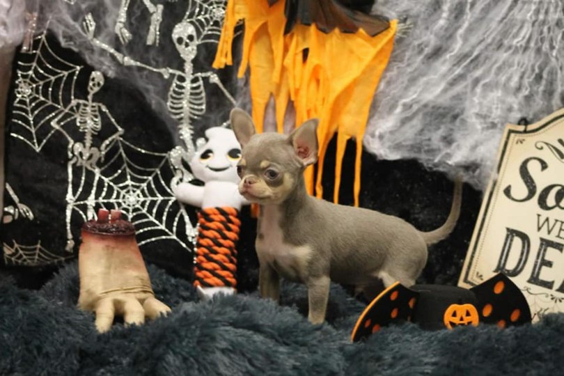 chiot male chihuahua lavande tan short nose lilac tan picture for halloween