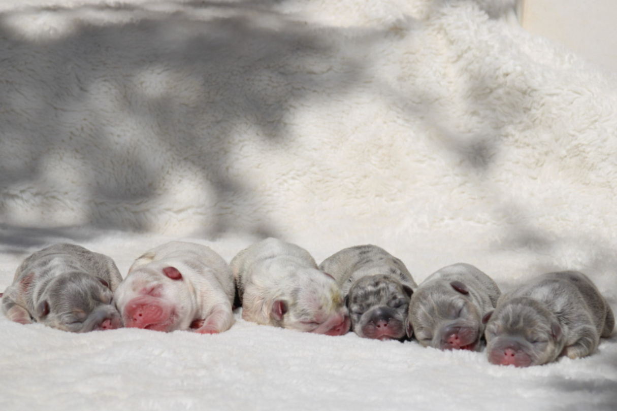 Naissance Bouledogues Français Exotiques chez SCBC Dogs