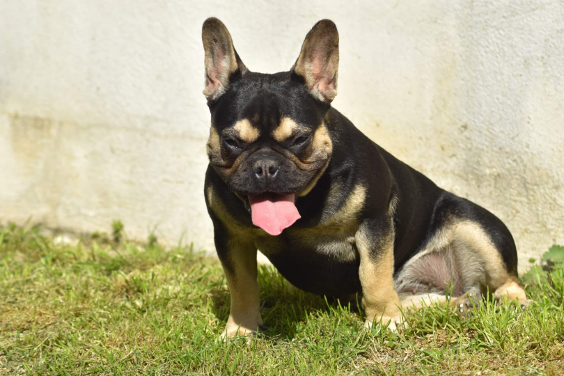 chien femelle bouledogue français exotique black tan aux yeux marrons pose au soleil frenchie french bulldog