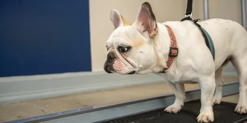 Chien présentant des difficultés d'équilibre et une démarche instable dues à une otite interne