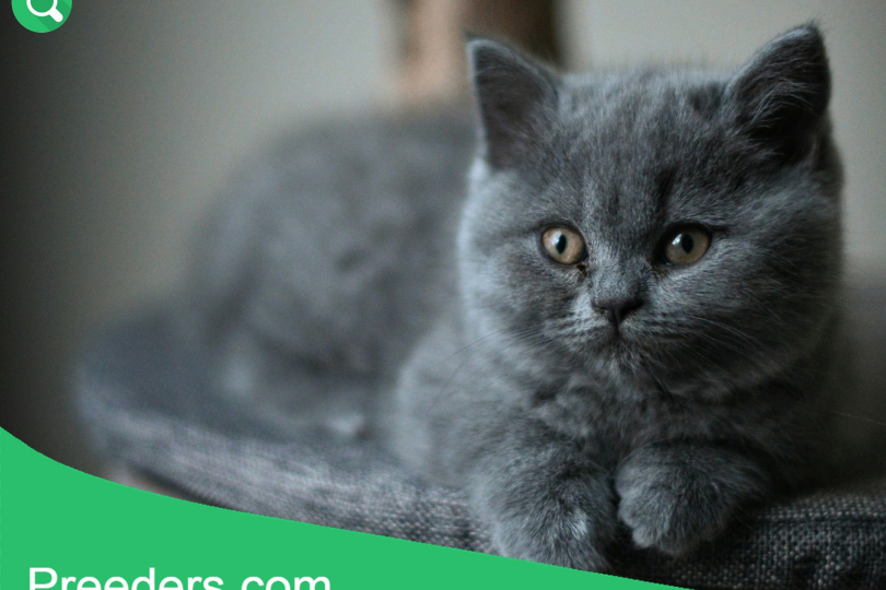 site de vente d'animaux international preeders annuaire et petites annonces de chats à vendre