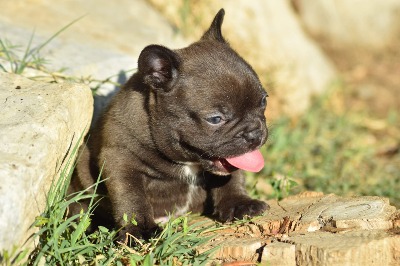 chiot male bouledogue français exotique chocolat cocao cocoa frenchie bulldog isabella carrier puppy