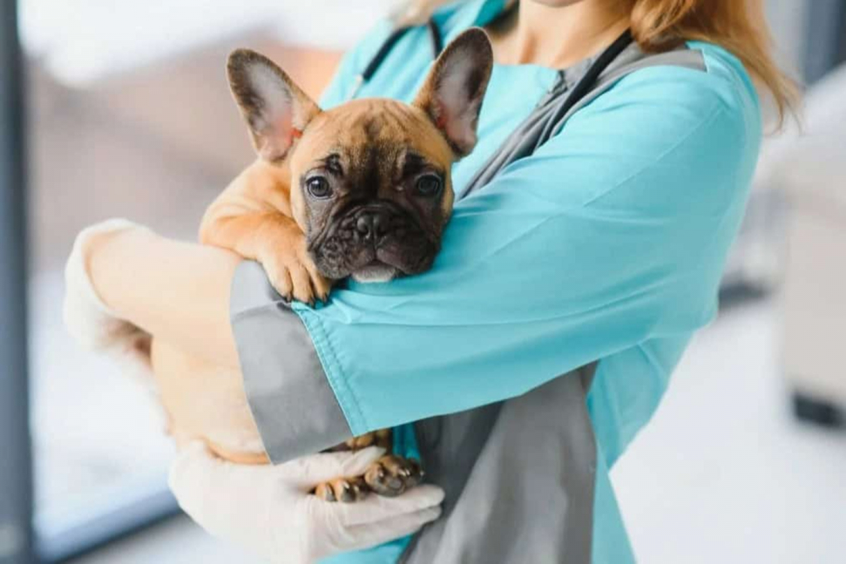 Vaccination chez les chiots : tout ce qu'il faut savoir