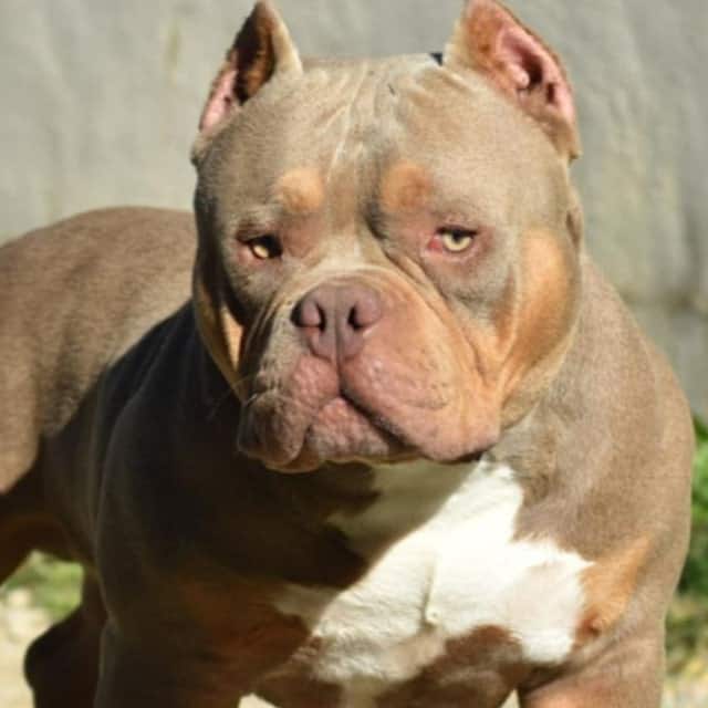 Mâle american bully pocket lilac trico aux yeux verts