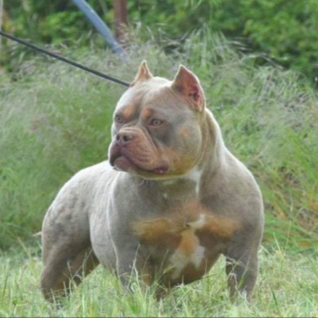 Femelle american bully pocket lilac trico aux yeux jaune-vert