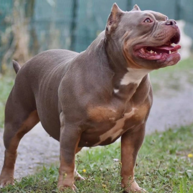 Chien femelle american bully pocket lilac trico dans l'herbe