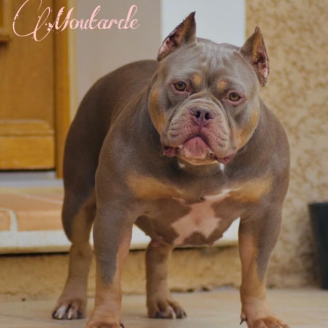 Chien femelle american bully pocket lilac trico