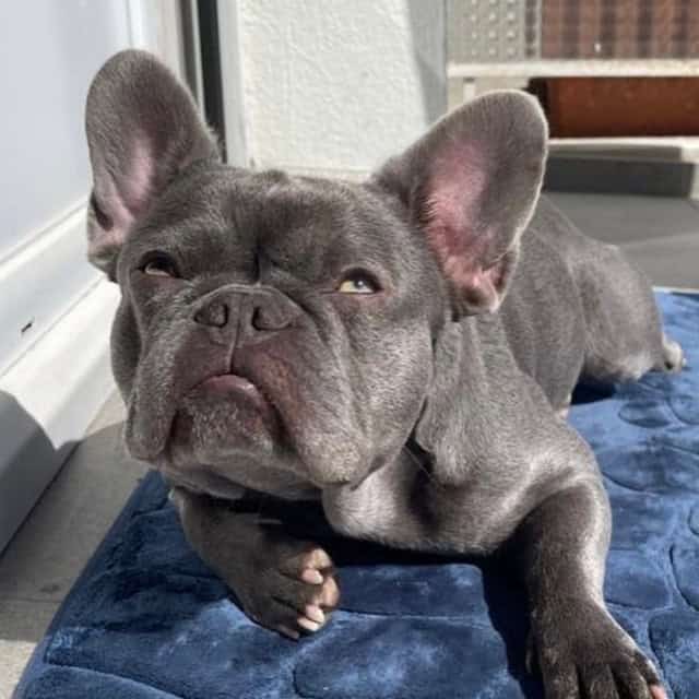 Femelle bouledogue français exotique lilac aux yeux verts