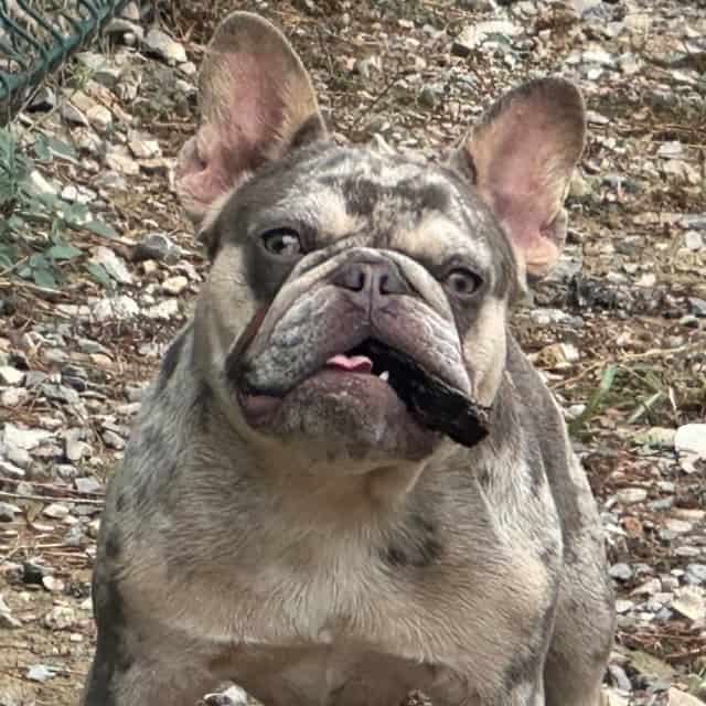 Chien femelle bouledogue français exotique lilac merle tan aux yeux verts joue dans le gravier