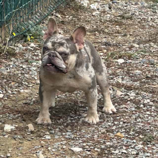 Chien femelle bouledogue français exotique lilac merle tan aux yeux verts élevage scbc dogs nîmes