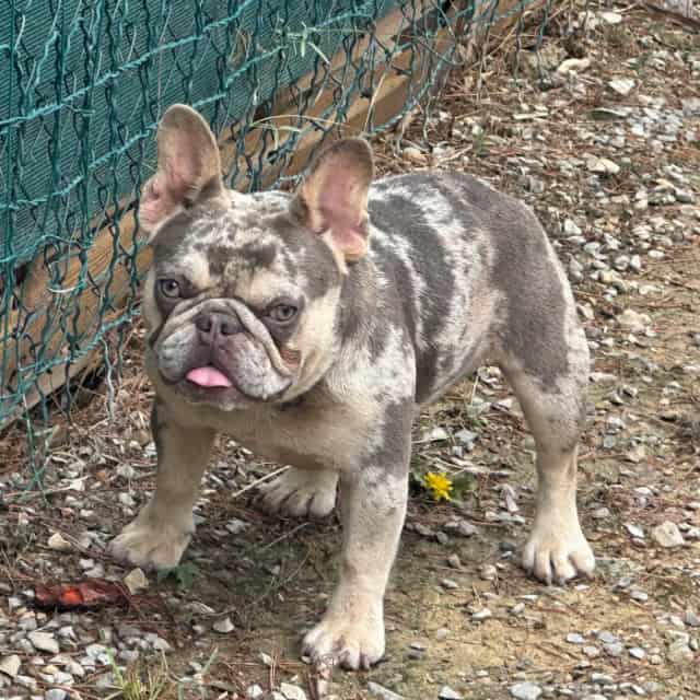 Chien femelle bouledogue français exotique lilac merle tan aux yeux verts joue dans le gravier