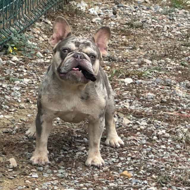 Chien femelle bouledogue français exotique lilac merle tan aux yeux verts élevage scbc