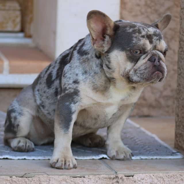 Chien femelle bouledogue français exotique lilac merle tan aux yeux verts