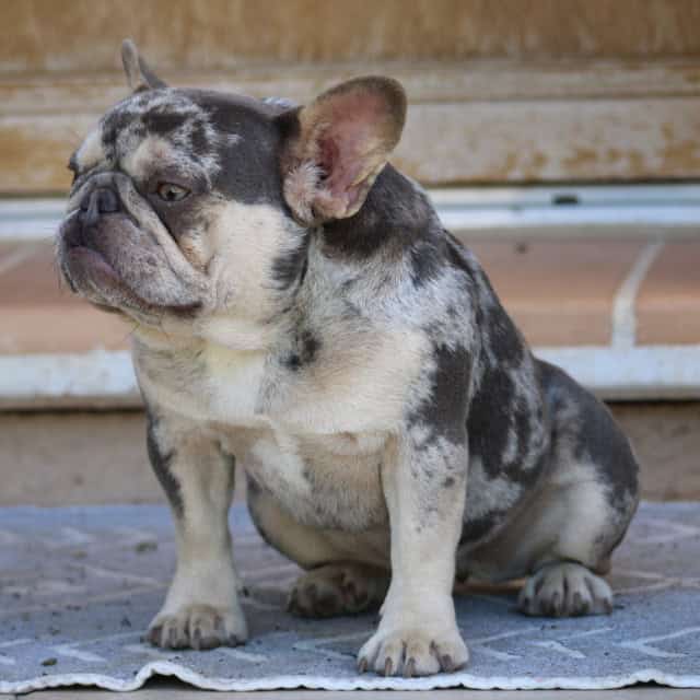 Chien femelle bouledogue français exotique lilac merle tan aux yeux verts