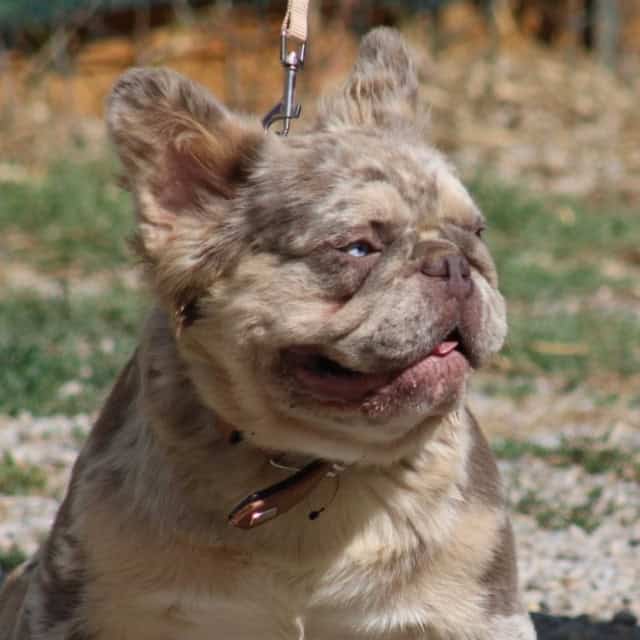 Mâle bouledogue français exotique lilac merle tan fluffy