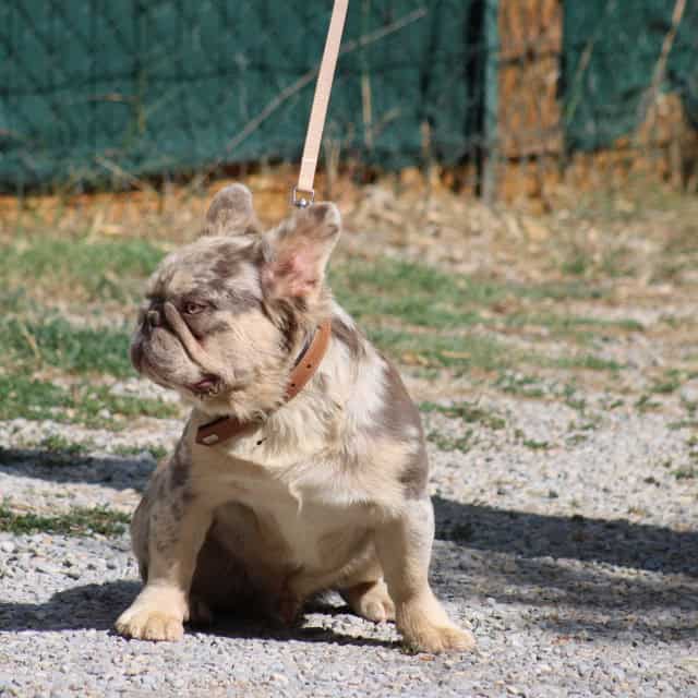 Chien mâle bouledogue français exotique lilac merle tan fluffy aux yeux verts