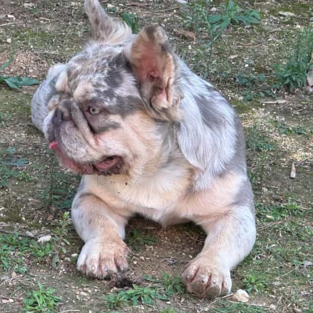 Chien mâle bouledogue français exotique lilac merle tan fluffy aux yeux verts