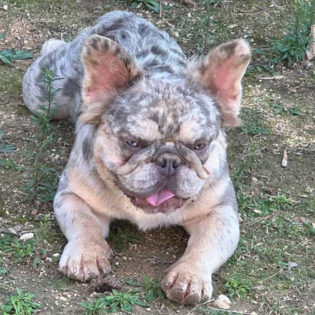 Chien mâle bouledogue français exotique lilac merle tan fluffy aux yeux verts