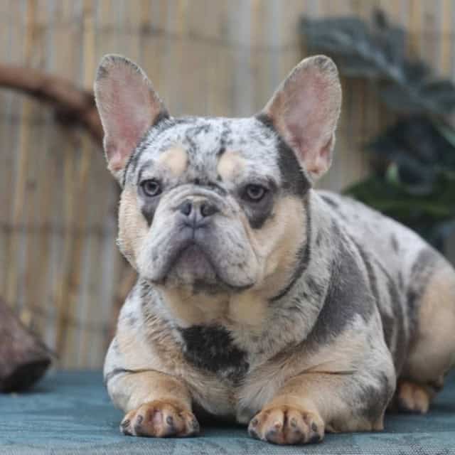 Chien mâle bouledogue français exotique silver merle tan aux yeux bleu-vert disponible en saillie