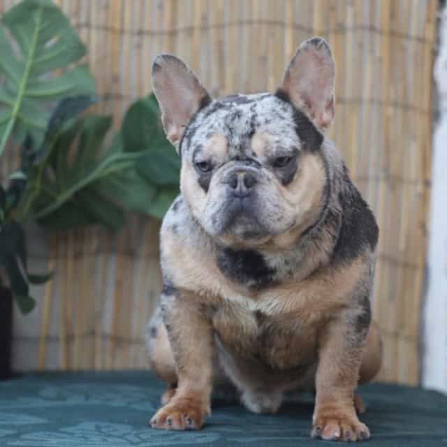 Chien mâle bouledogue français exotique silver merle tan porteur red nose maskless aux yeux bleu-vert