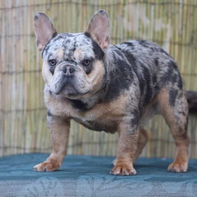 Chien mâle bouledogue français exotique silver merle tan aux yeux bleu-vert disponible sud de la france