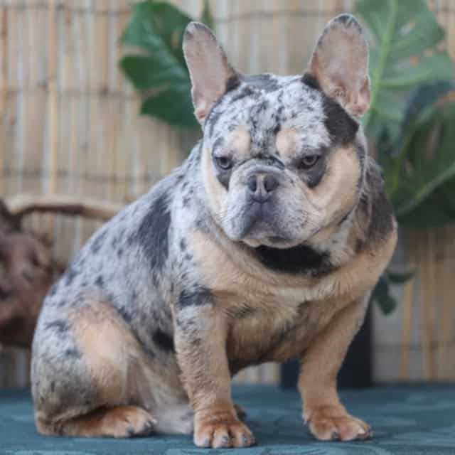 Chien mâle bouledogue français exotique silver merle tan maskless aux yeux bleu-vert ouvert en saillie