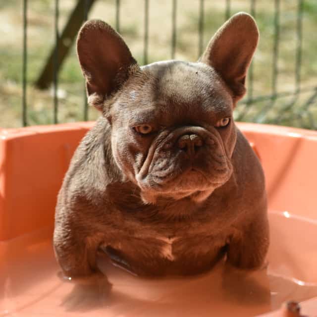 Chien mâle bouledogue français exotique french bulldog isabella aux yeux verts dans la piscine