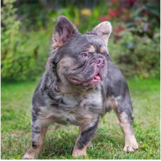 Mâle bouledogue français exotique silver merle tan aux yeux bleus