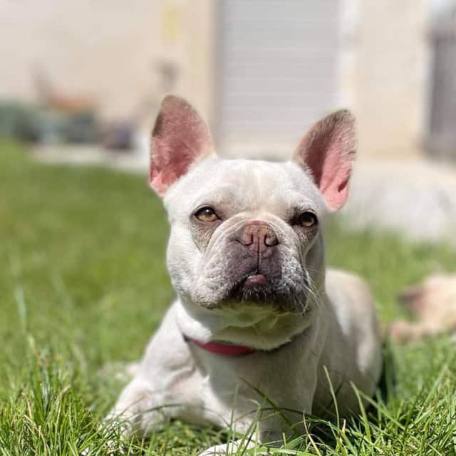 Femelle bouledogue français exotique lilac tan platinium aux yeux jaune