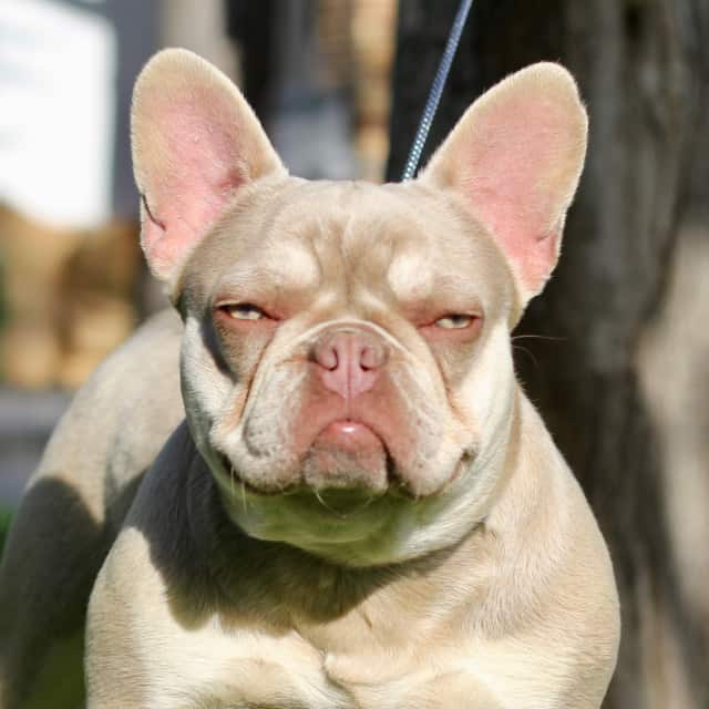 Chien femelle bouledogue français exotique french bulldog isabella tan new shade aux yeux verts pose sur du gazon