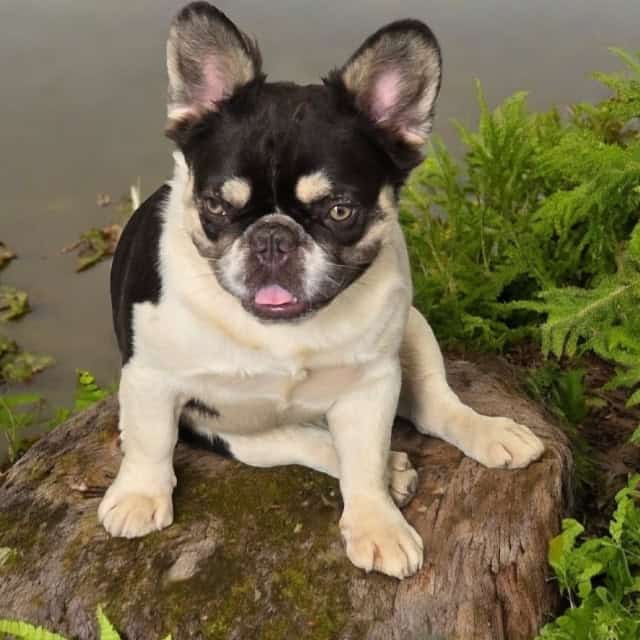 Chien femelle bouledogue français exotique caille chocolat tan aux yeux jaune sur un rocher