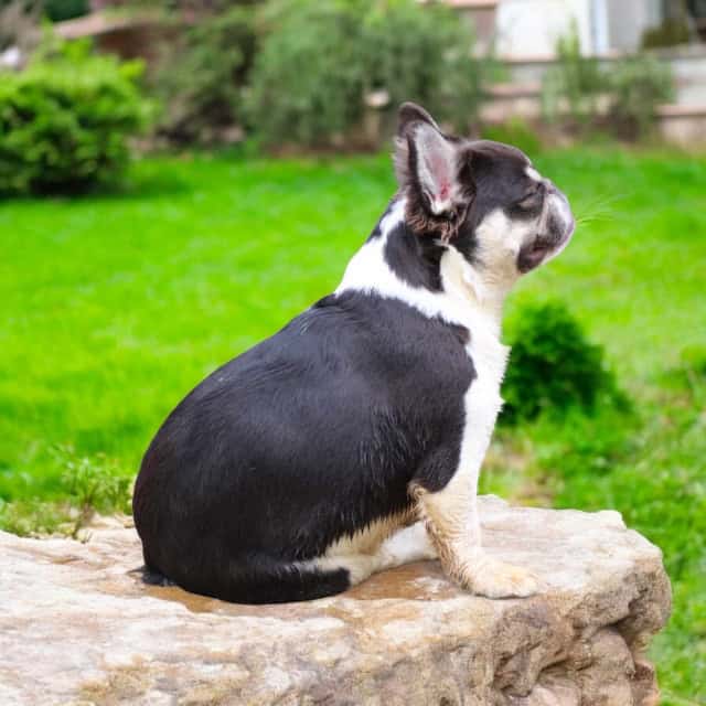 Chien femelle bouledogue français exotique caille chocolat tan aux yeux jaune pose sur un muret