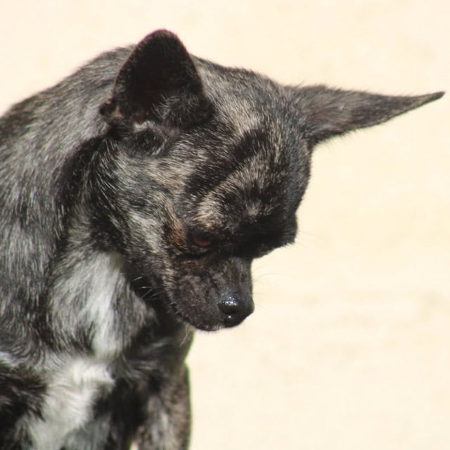 Femelle chihuahua exotique noir bringé aux yeux marrons