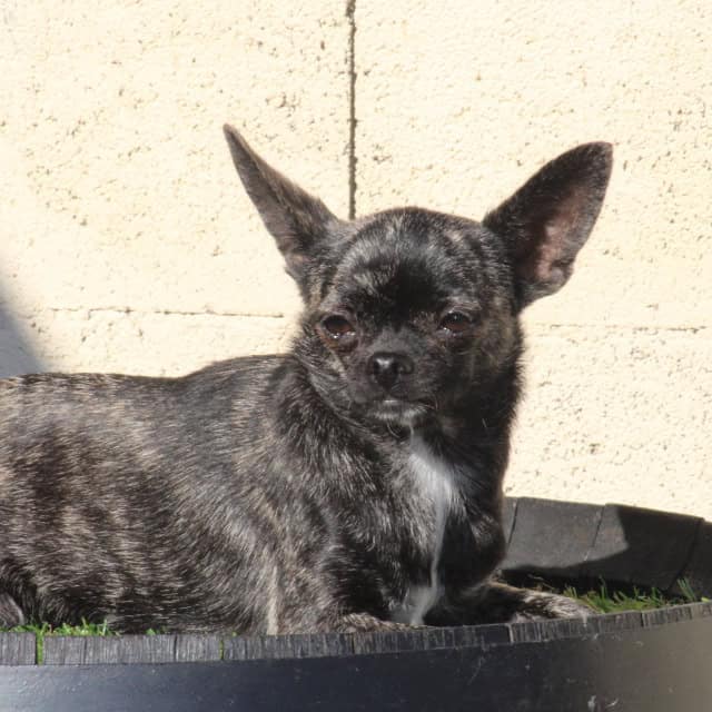 Chien femelle chihuahua exotique noir bringé aux yeux marrons