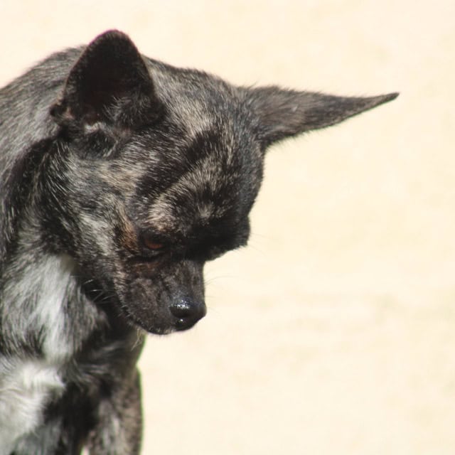 Chien femelle chihuahua exotique noir bringé aux yeux marrons