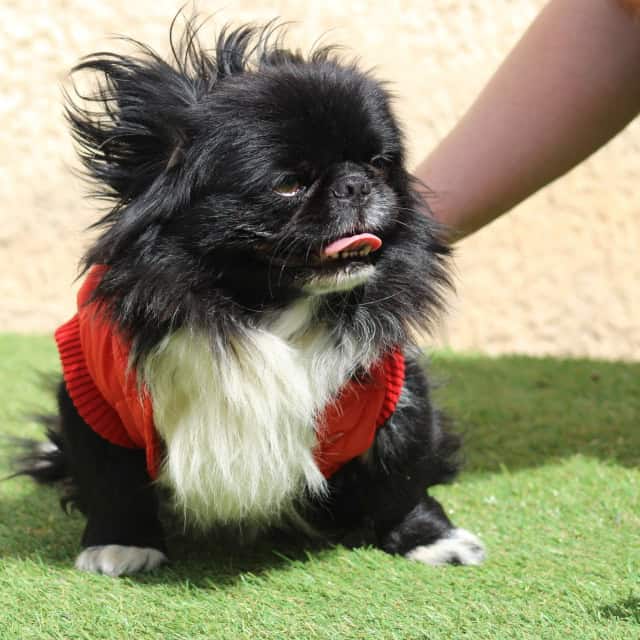 Chien mâle chihuahua exotique noir et blanc aux yeux marrons très typé avec un manteau rouge