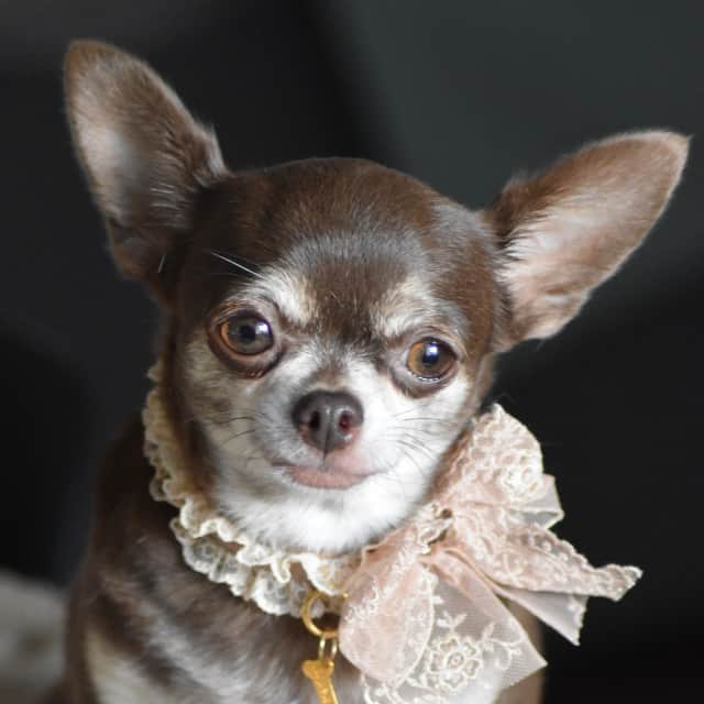 Femelle chihuahua exotique chocolat tan trindle