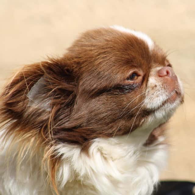 Chien mâle chihuahua exotique caille chocolat aux yeux jaune-vert hyper type red nose