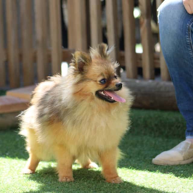 Chien femelle spitz nain fauve charbonné aux yeux noir type poméranien